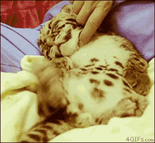 That'S The Spot GIF - Leopard Kitten Wild Cat GIFs