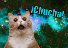 Este Gato No Lo Cree GIF - Chucha Impresion Impresionado GIFs
