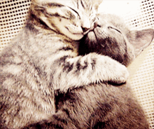 hug kittens