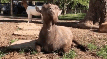 Chewing Goat Pepper Relaxing GIF - Chewing Goat Pepper Chewing Goat GIFs