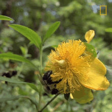 bee collecting nectar working insect pollinator bee collecting nectar working insect pollinator