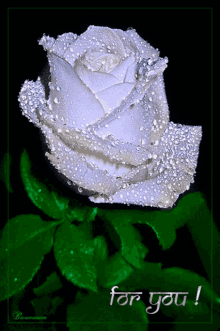 Whites White Flower Rose GIF - Whites White Flower Rose GIFs