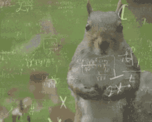 Squirrel Brain GIF - Squirrel Brain Squirrel Math GIFs