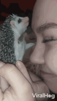 Forehead Kiss Viralhog GIF - Forehead Kiss Viralhog Hedgehog Kissed Forehead GIFs