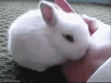 Hiding Bunny GIF - Shy Bye Rabbit GIFs