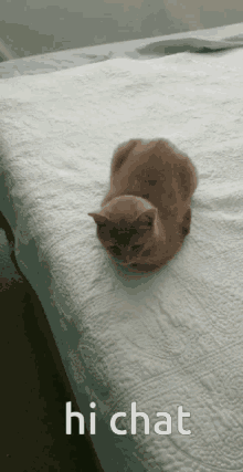 Big Slappy Cat GIF - Big Slappy Cat Kitty GIFs