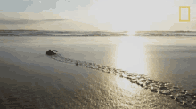 baby sea turtle world turtle day untamed with filipe de andrade sea turtle crawling sea turtle on the beach baby sea turtle world turtle day untamed with filipe de andrade sea turtle crawling sea turtle on the beach