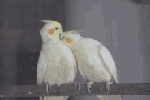 cutelove lovebirds cockatiel