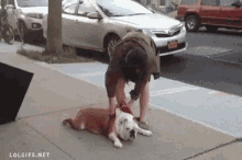 Dogs Lazy GIF - Dogs Lazy Nope GIFs