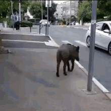 street wild bore walk pedestrian lane street wild bore walk pedestrian lane