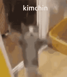 Kimchi GIF - Kimchi GIFs