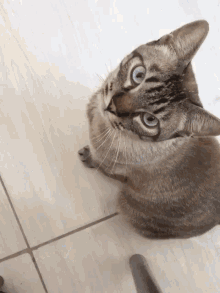 Cat Boo GIF - Cat Boo Animal GIFs