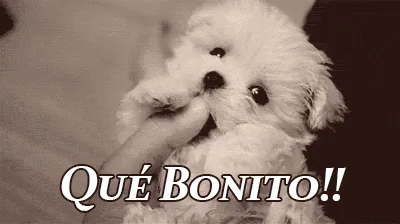 Perrito Lindo GIFs | Tenor