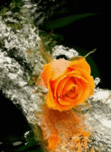 Liquid Rose GIF - Liquid Rose GIFs