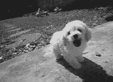 jump fluffy