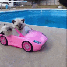 kittens car driving drive pink car kittens car driving drive pink car