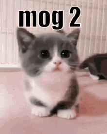 Mog Mog2 GIF - Mog Mog2 Rog GIFs