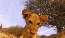 Lion Cub Waving Hello GIF - Lion Cub Waving Hello Lions GIFs
