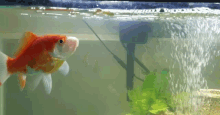 Goldfish Eating GIF - Goldfish Fish Eating GIFs
