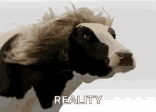 Cow Stares GIF - Cow Stares Wow GIFs