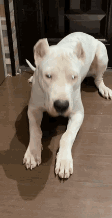 Dogo Dogo Argentino GIF - Dogo Dogo Argentino Crawling GIFs