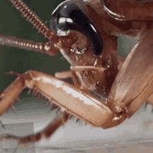 Roach Bug GIF - Roach Bug Insect GIFs