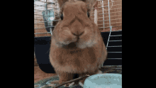 rabbit pepas