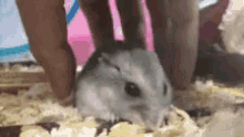 Lift Off Take Off GIF - Lift Off Take Off Hamster GIFs