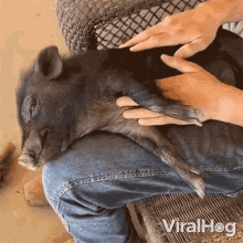Giving A Pig Massage Viralhog GIF - Giving A Pig Massage Viralhog Relaxed Piggy GIFs
