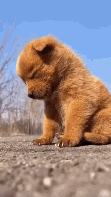 Abell46s Funny GIF - Abell46s Funny Puppy GIFs