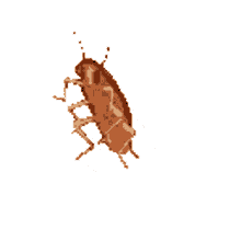 jelleton cockroach