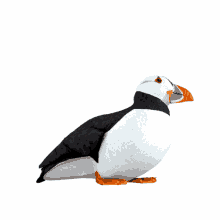 bird thinking proud stubborn puffins bird thinking proud stubborn puffins