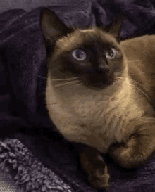 Cat Siamese GIF - Cat Siamese Negative GIFs