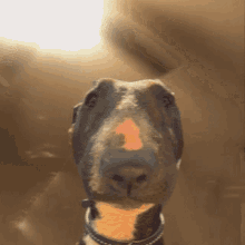 Ventilator Dog GIF - Ventilator Dog Gerke GIFs