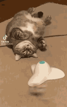 Lazy Cat GIF - Lazy Cat Inactive GIFs