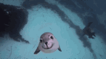Life Goal: Be As Happy As This Seal Looks GIF - Seal Animals Happy GIFs