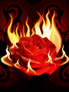 Rose Fire GIF - Rose Fire Flames GIFs