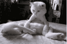 Cute Feline GIF - Cute Feline Cat GIFs