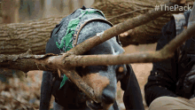 Chewing Branch The Pack GIF - Chewing Branch The Pack Grinding Teeth GIFs
