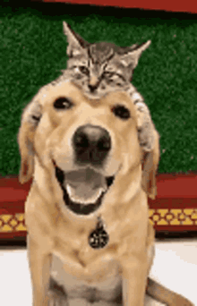 Dog Doge GIF - Dog Doge Cat GIFs