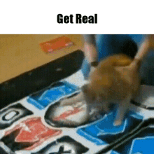 Get Real Get Real Cat GIF - Get Real Get Real Cat Cat GIFs