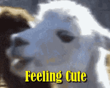Feeling Cute Goats GIF - Feeling Cute Goats Funny Animals GIFs