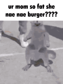 Nae Nae Burger Swag Cat GIF - Nae Nae Burger Swag Cat Burger Cat GIFs