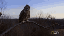 standing still great horned owl on the hunt watching the sunset waiting for the sunset look at my kingdom