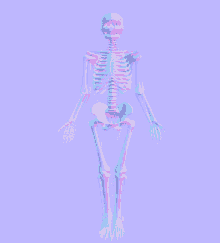 Anatomy Skeletal GIF - Anatomy Skeletal Skeleton GIFs