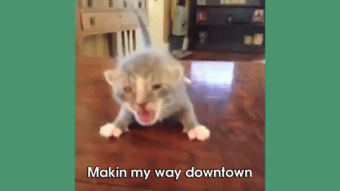 Makin My Way Downtown Gif Makin My Way Downtown Cat Kitten Discover Share Gifs