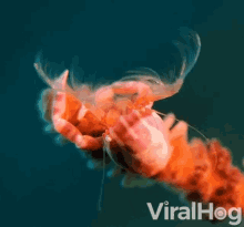 Small Crab Sea Creatures GIF - Small Crab Sea Creatures Creatures Of The Deep GIFs