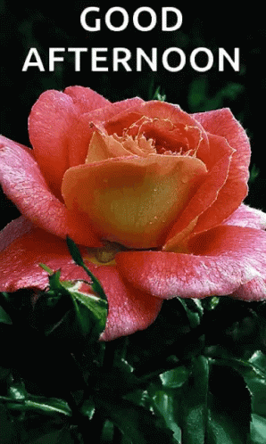 Sparkle Pink Rose GIF - Sparkle Pink Rose Glitter - Discover & Share GIFs