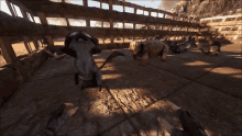 sandstorm ark sandsturm jerboa