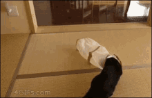 cats cat in the bag funny animals cats cat in the bag funny animals